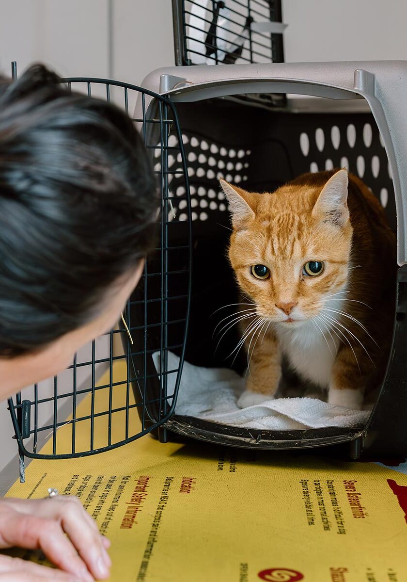 Female Coaxing Orange Striped Cat Out Of Crate Female Coaxing Orange Striped Cat Out Of Crate