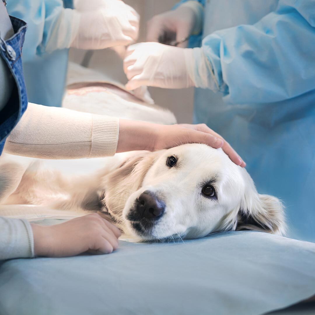 female comforting golden retriever lying on table before surgery