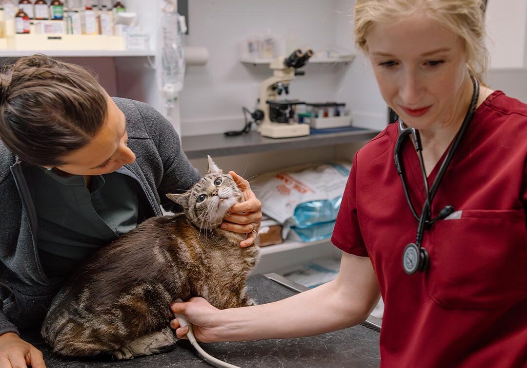 Female Staff Members Performing Ultrasound On Cat Female Staff Members Performing Ultrasound On Cat