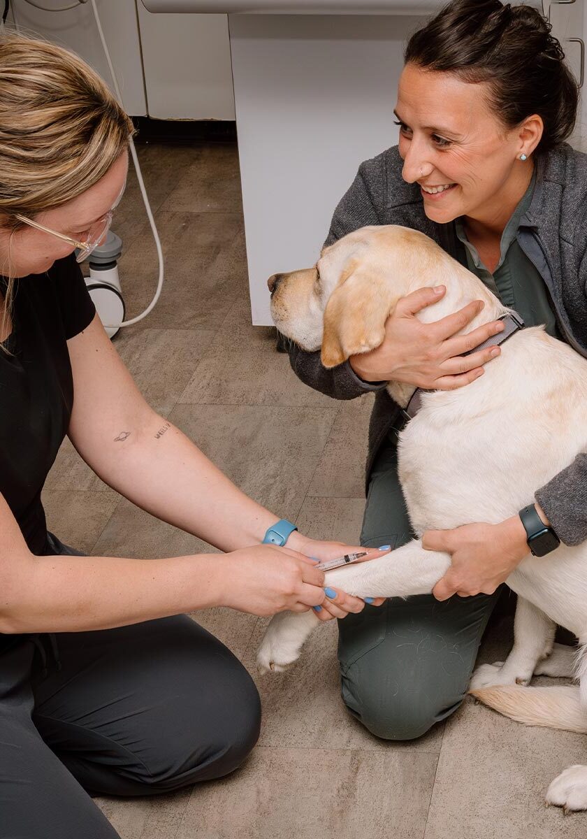 Female Staff Members Preparing To Give Dog Blood Draw