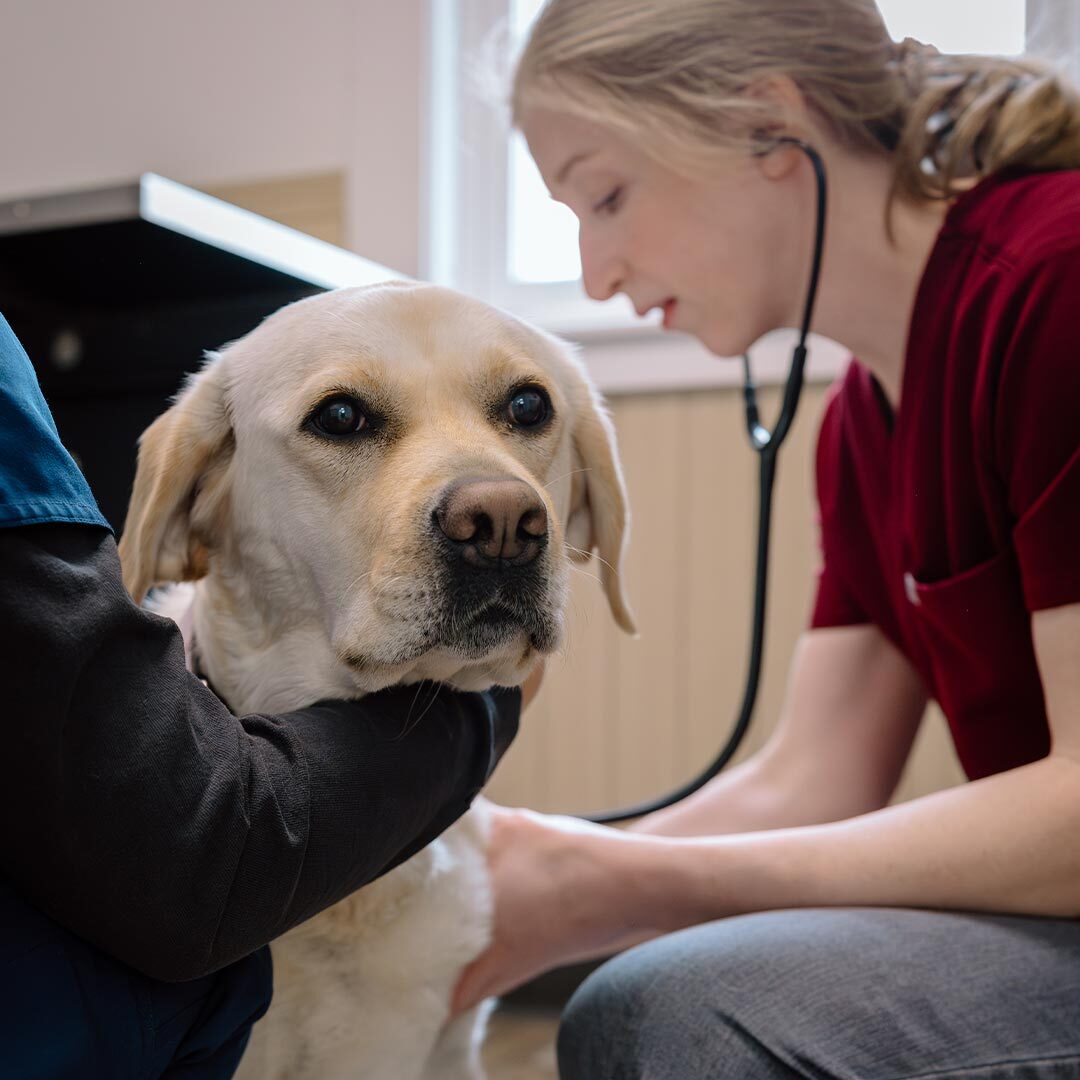 Female Veterinarian Checking Dogs Heart With Stethoscope
