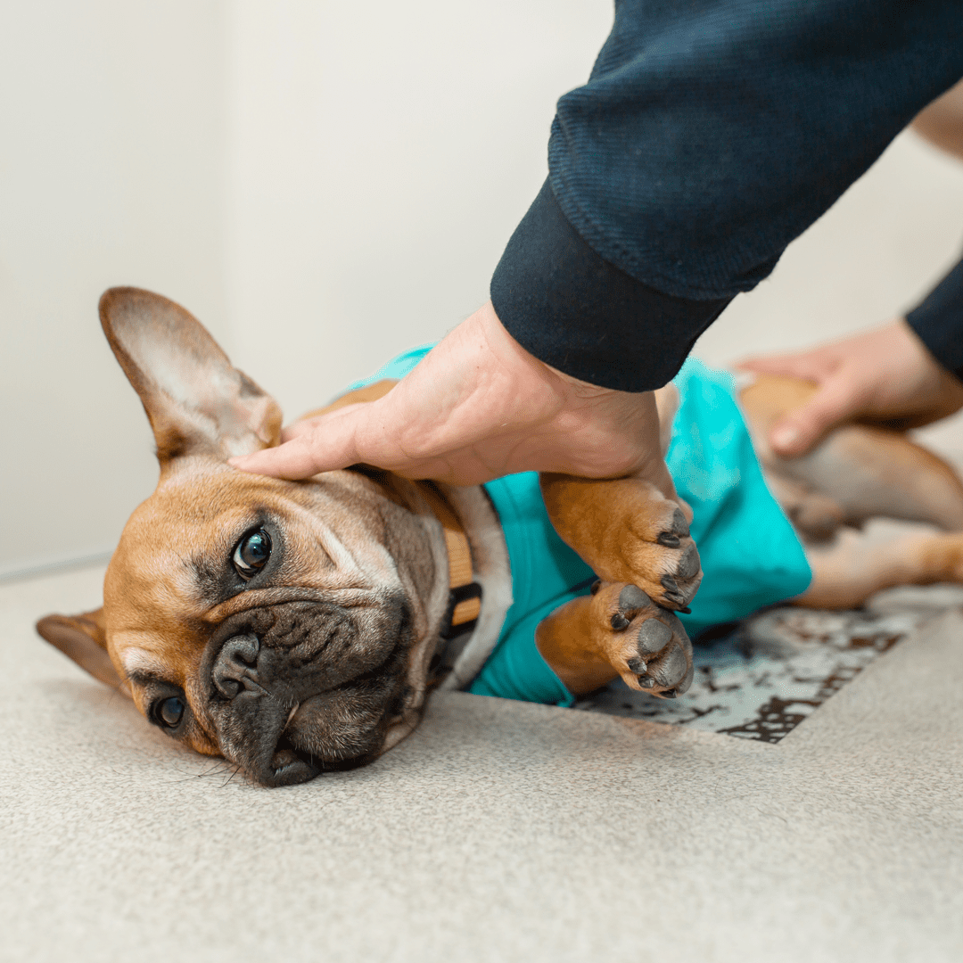 Preparing Dog For X Ray veterinarian preparing French bulldog for x-ray