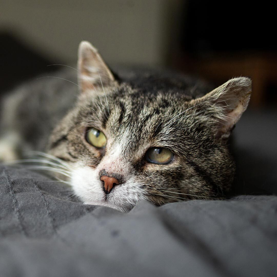 Senior Cat Lying Down In Bed At Home