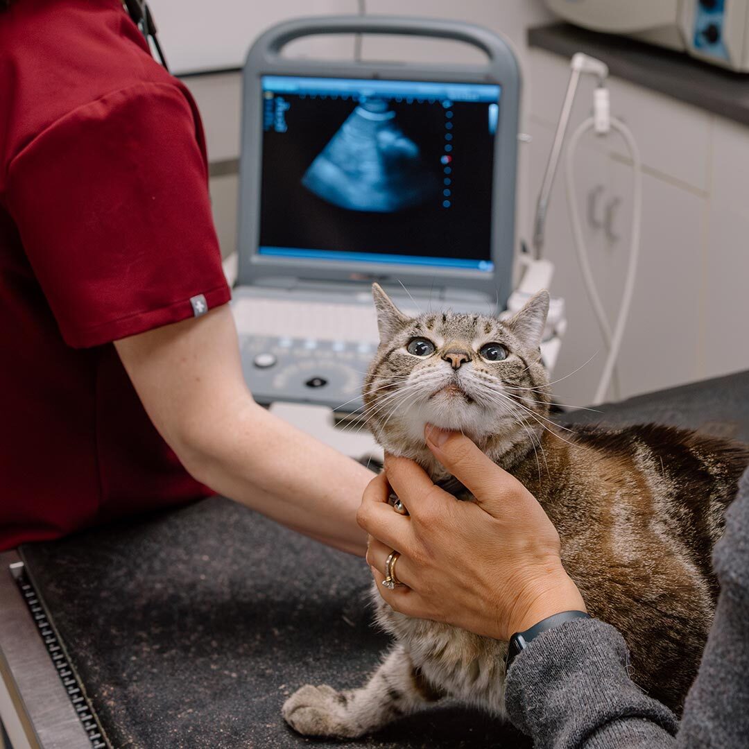 Striped Brown Cat Getting An Abdominal Ultrasound Striped Brown Cat Getting An Abdominal Ultrasound