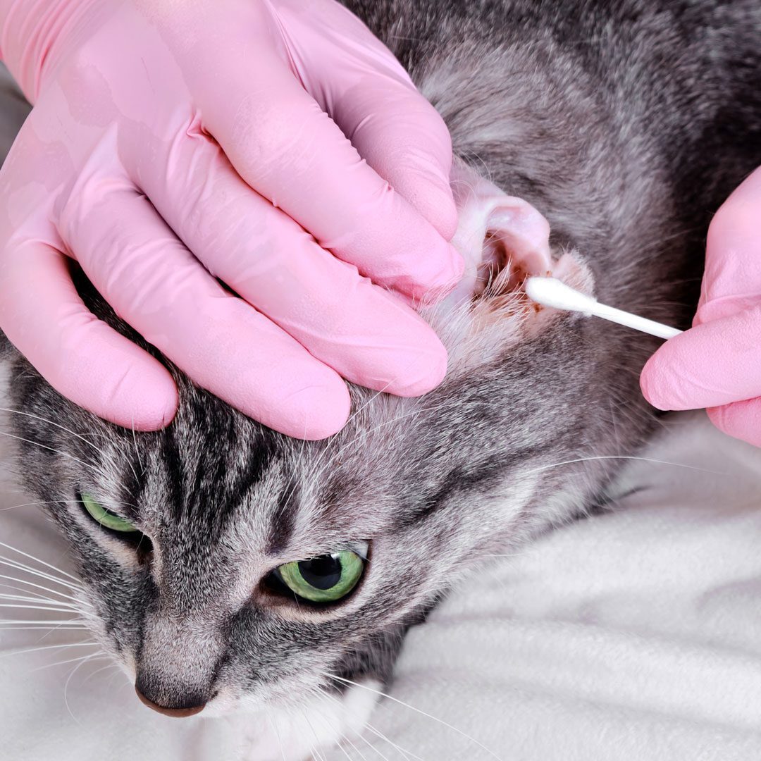 veterinarian putting cotton swab in cats ear