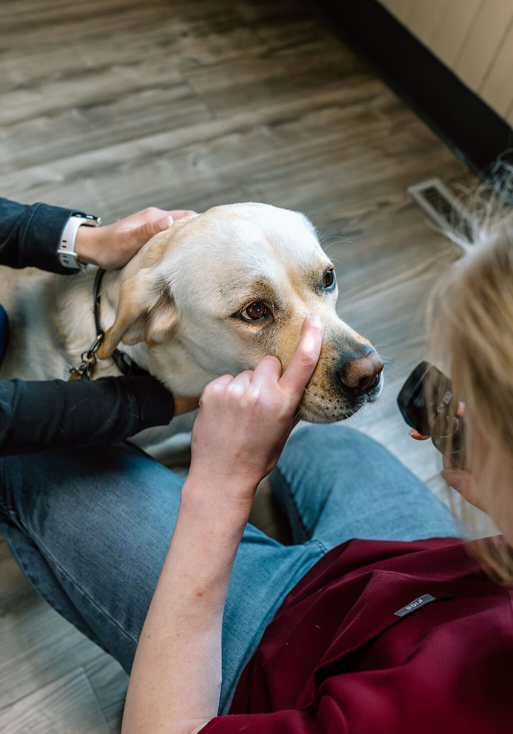 female veterinarian examining Labrador retriever