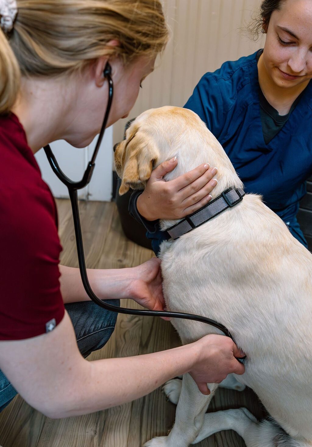 female veterinarian examining labrador retriever