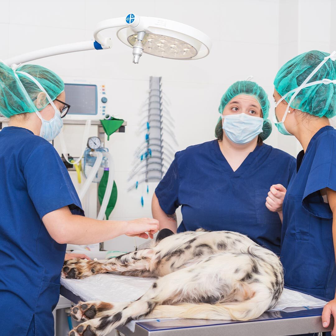 Veterinarians Talking While Performing Surgery On Dog