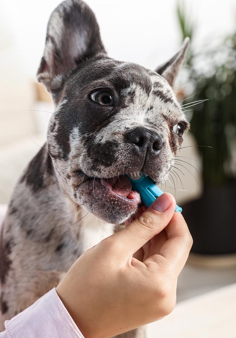 Woman Brushing French Bulldogs Teeth At Home Woman Brushing French Bulldogs Teeth At Home